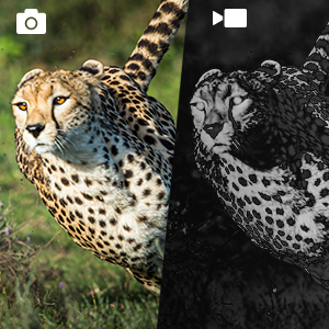 de verrekijkers van de nachtvisie